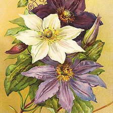 Схема вышивки «Цветы»