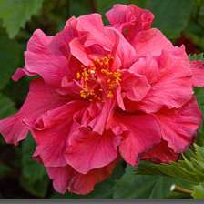 Схема вышивки «серия "гибискус"»