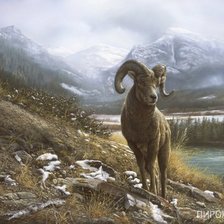 Схема вышивки «Баран»