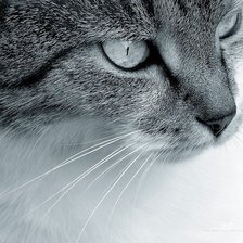 Схема вышивки «Кот»