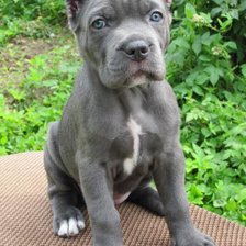 Схема вышивки «животные»