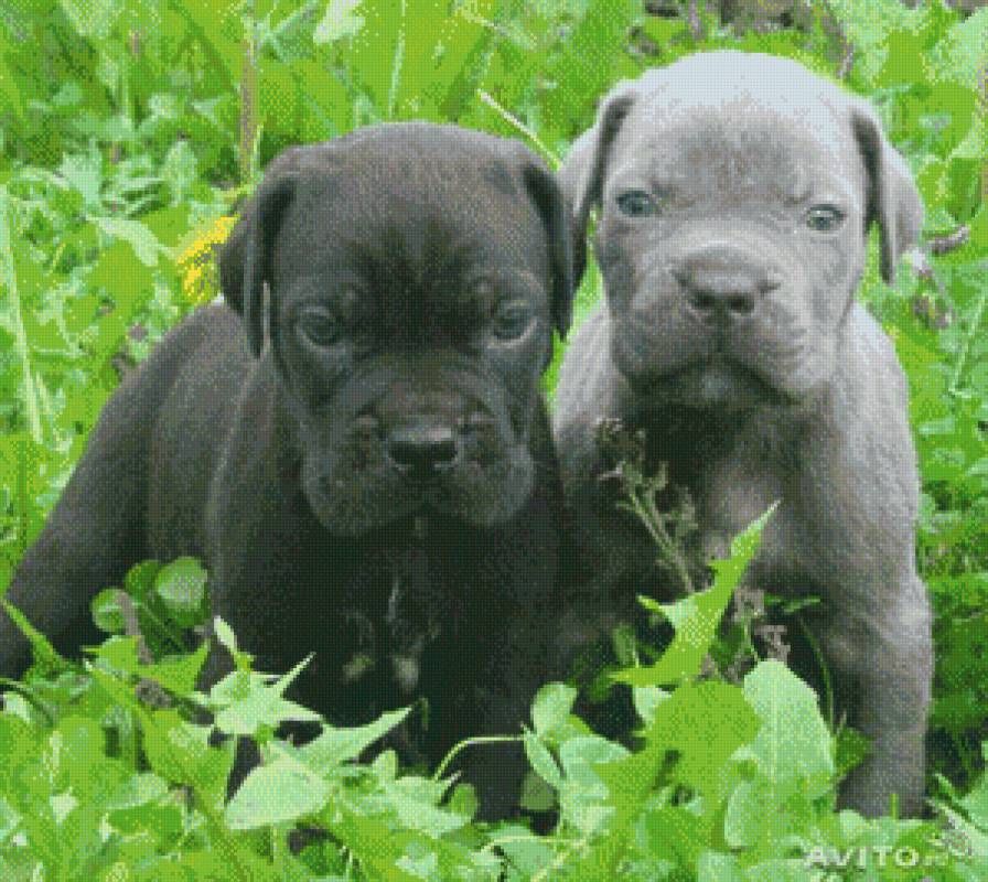 животные - щенки - предпросмотр