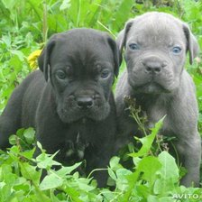 Схема вышивки «животные»