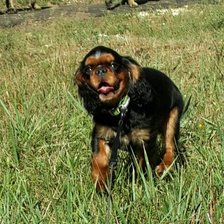 Схема вышивки «Кинг Чарльз Спаниель»