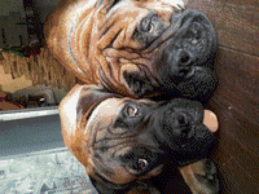 GVG Nikon and Viking - bullmastiff - предпросмотр