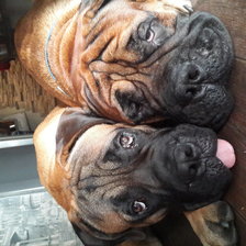 Схема вышивки «GVG Nikon and Viking»