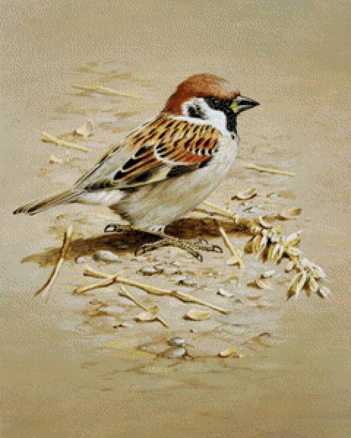 Воробушек - воробей, птицы - предпросмотр