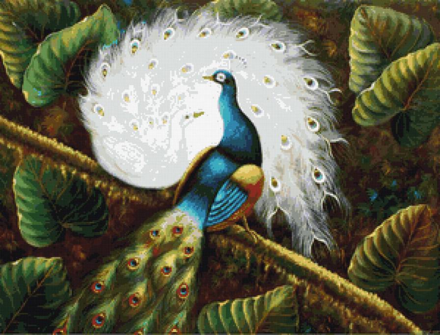 Павлин - павлин, птицы - предпросмотр
