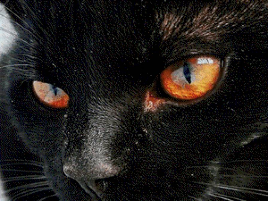 Киса - коты.животные - предпросмотр