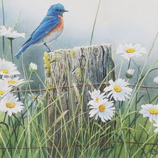 Схема вышивки «Птичка_8»