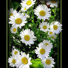 Схема вышивки «Ромашки»