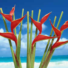 Схема вышивки «рай»