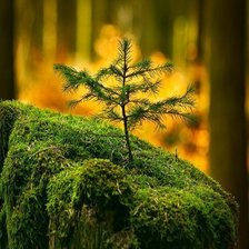 Схема вышивки «ёл»