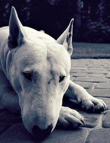 пёс - пес, животные - оригинал