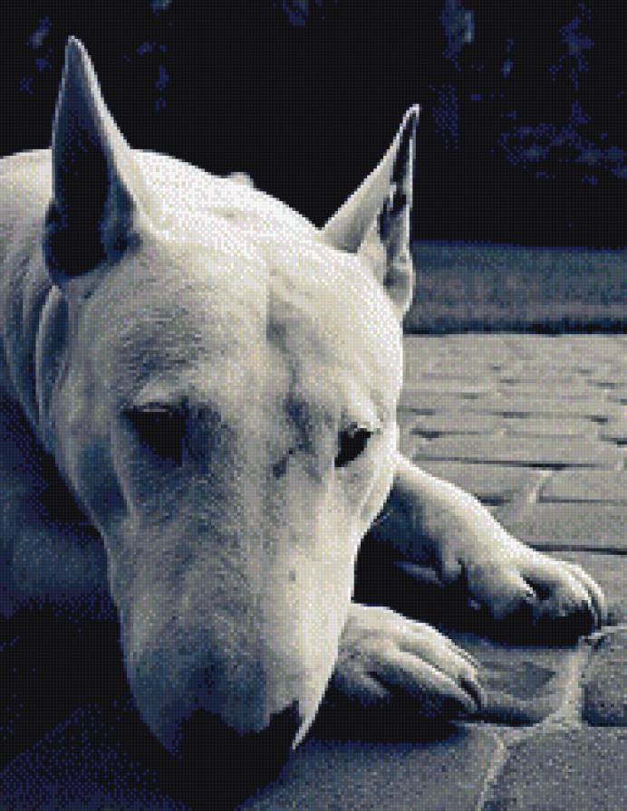 пёс - пес, животные - предпросмотр