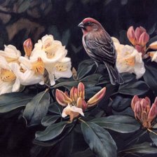 Схема вышивки «птичка»