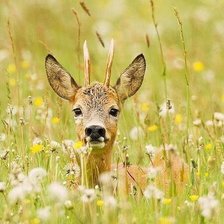 Схема вышивки «оленёнок»