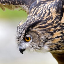 Схема вышивки «№738257»