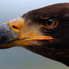 Схема вышивки «№738264»