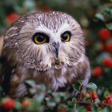 Схема вышивки «№738268»