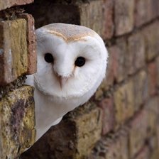 Схема вышивки «№738271»