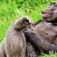 Схема вышивки «№738274»