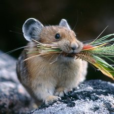 Схема вышивки «№738276»