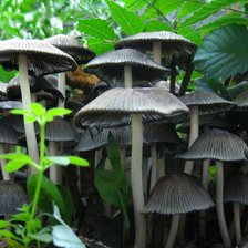 Схема вышивки «№738292»