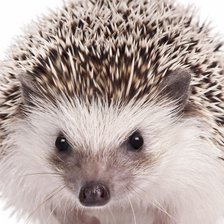 Схема вышивки «№738298»