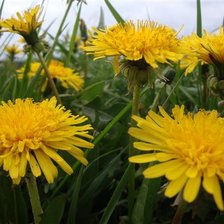 Схема вышивки «№738326»