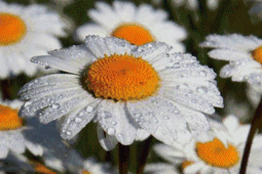 №738339 - предпросмотр