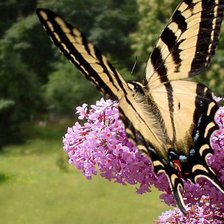 Схема вышивки «№738346»