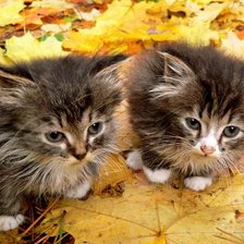 Схема вышивки «№738348»