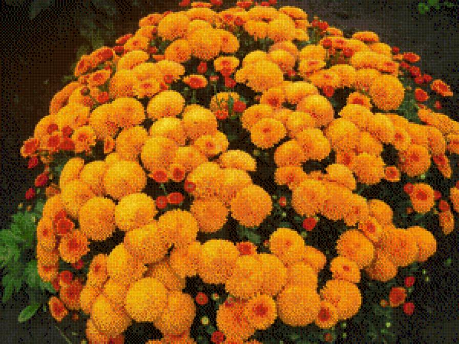 Дубки - цветы - предпросмотр