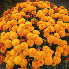 Схема вышивки «Дубки»