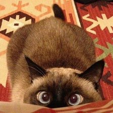 Схема вышивки «КОТЭ»