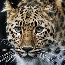 Схема вышивки «леопард»