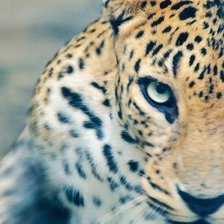 Схема вышивки «леопард»