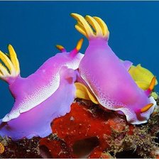 Схема вышивки «подводный мир»