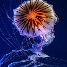 Схема вышивки «медуза»