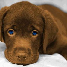 Схема вышивки «Лабрадор.»