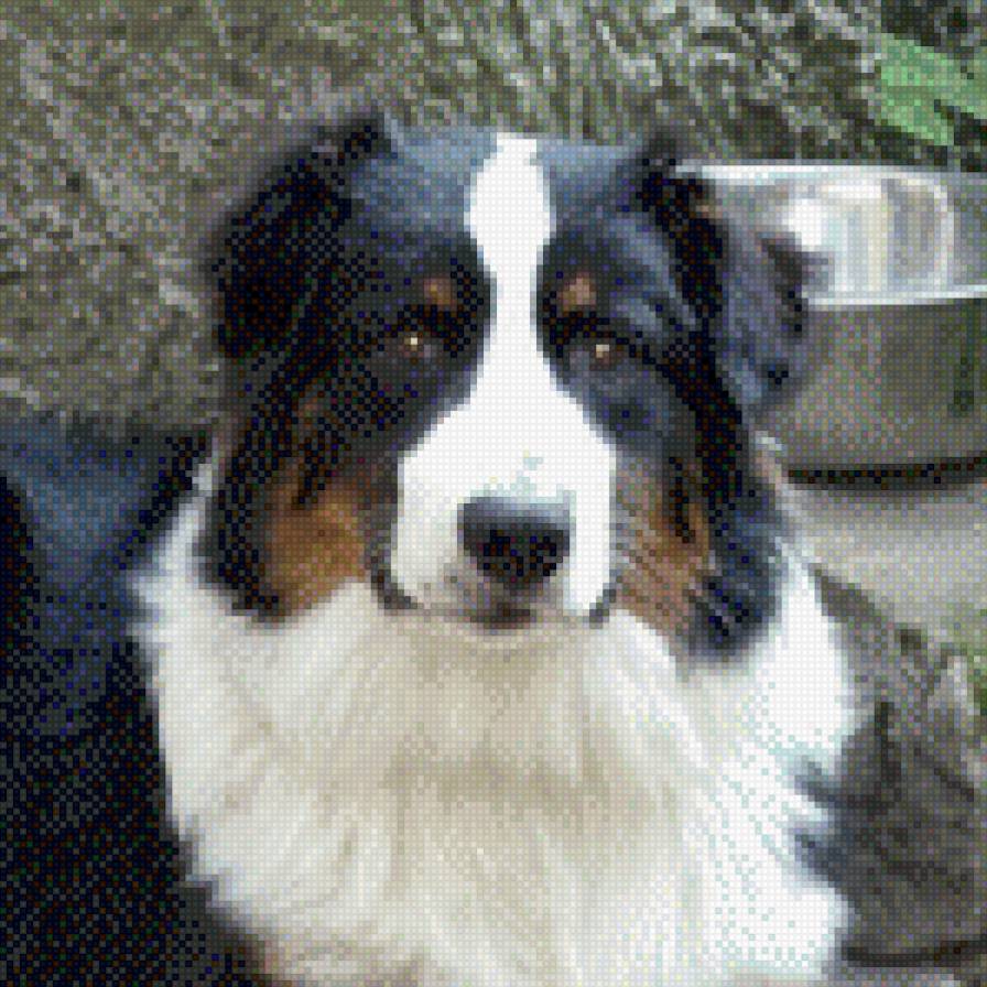 Австралийская Овчарка - предпросмотр