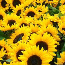 Схема вышивки «подсолнухи»