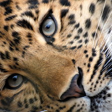 Схема вышивки «леопард»