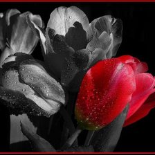 Схема вышивки «Тюльпат»