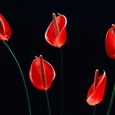 Схема вышивки «Красные калы»