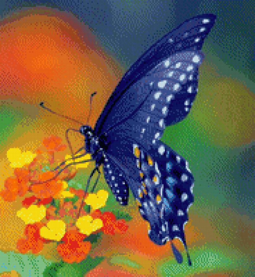 бабочка - насекомое, бабочка - предпросмотр