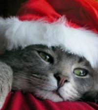 Новогодний котёнок