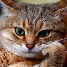 кот в раздумьях