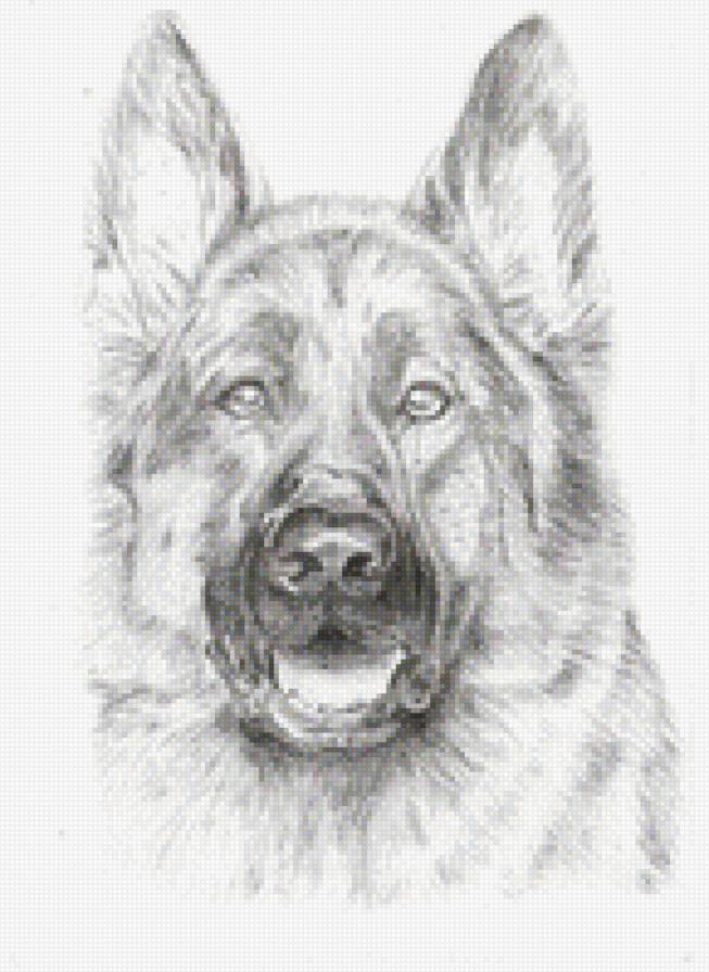 Немецкая овчарка - немецкая овчарка, собака, живитные - предпросмотр